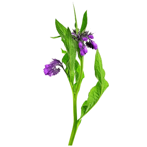 อัลลันโทอิน-Allantoin-ผลัดเซลล์ผิว
