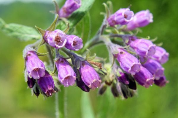 Read more about the article สารสกัด อัลลันโทอิน (Allantoin) จากดอกคอมเฟรย์ สุดยอดแห่งการผลัดเซลล์ผิว