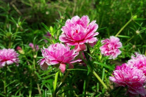 Read more about the article คุณนายตื่นสาย สุดยอดแหล่งรวม วิตามิน A, B, C, E, Omega-3 และสารต้านอนุมูลอิสระ