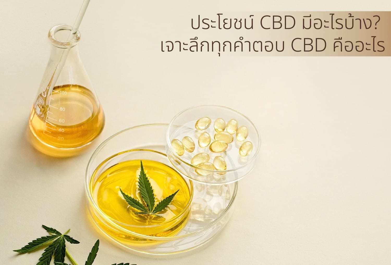 You are currently viewing ประโยชน์ CBD มีอะไรบ้าง? เจาะลึกประโยชน์กัญชาสุขภาพและการนวดด้วย CBD