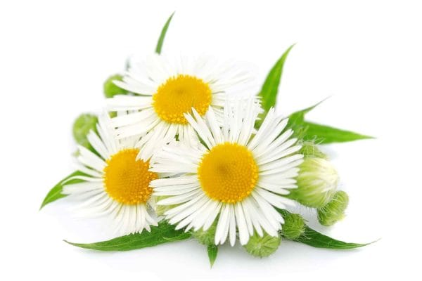 Read more about the article ประโยชน์คาโมมายล์ต่อผิว ตัวช่วยต้านอนุมูลอิสระและลดการระคายเคือง