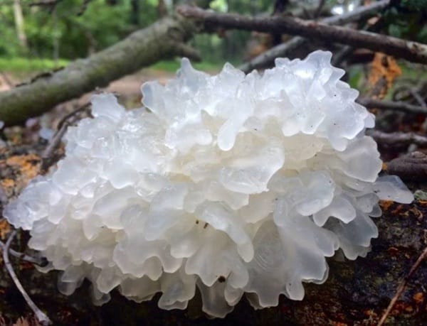 ประโยชน์เห็ดหิมะ-Snow Fugus-Tremella fuciformis-best Massage-นวดไทย-ฺBest spa-นวดหน้า-สปาหน้า
