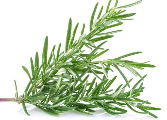 Read more about the article สรุปประโยชน์โรสแมรี่ช่วยป้องกันการทำลายเซลล์ผิว เพิ่มภูมิคุ้มกันให้ผิวและร่างกายได้