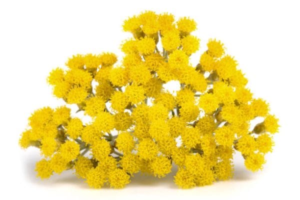 Read more about the article รู้จักกับดอกไม้ Helichrysum จากอิตาลีที่มีสาร AREAUMAT PERPETUA เคล็ดลับการสร้างเกราะป้องกันผิว