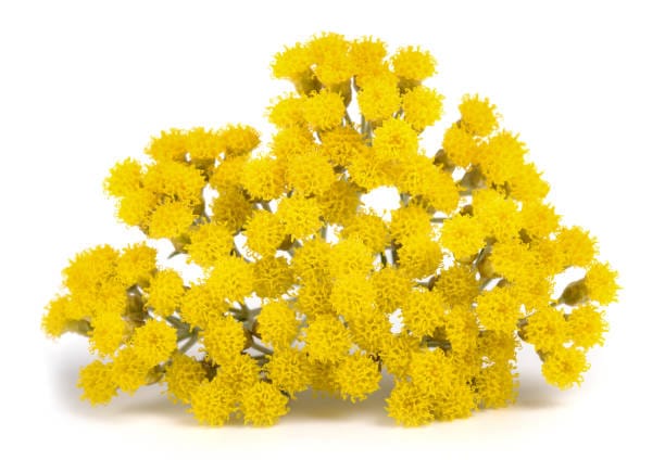 You are currently viewing รู้จักกับดอกไม้ Helichrysum จากอิตาลีที่มีสาร AREAUMAT PERPETUA เคล็ดลับการสร้างเกราะป้องกันผิว