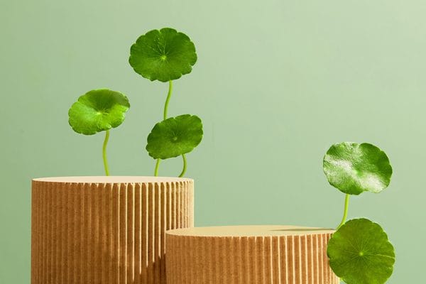 Read more about the article รวมประโยชน์ใบบัวบก สุดยอดพืชบำรุงผิว อุดมไปดวยวิตามิน C, A, B1,B2 และคอลลาเจนประเภท 1 & 2