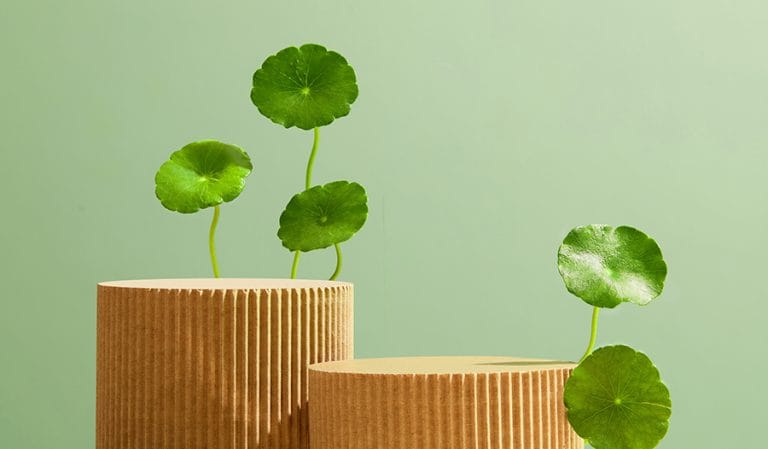 Read more about the article รวมประโยชน์ใบบัวบก สุดยอดพืชบำรุงผิว อุดมไปดวยวิตามิน C, A, B1,B2 และคอลลาเจนประเภท 1 & 2